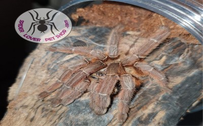 phormingochillus sp. rufus sling tarantula